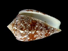 織錦芋螺 (Conus textile)