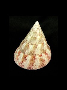 紅斑鐘螺 (Tectus conus)