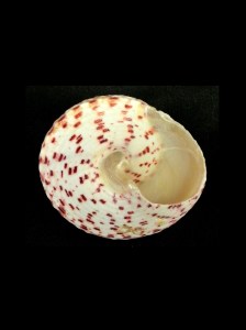 紅斑鐘螺 (Tectus conus)