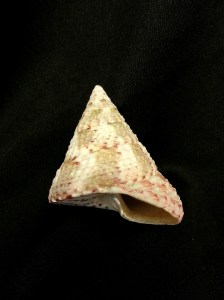 紅斑鐘螺 (Tectus conus)
