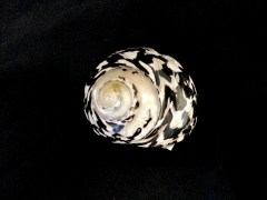 加勒比海鐘螺 (Cittarium pica)