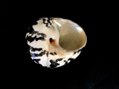 加勒比海鐘螺 (Cittarium pica)