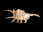 蠍螺 (Lambis scorpius)
