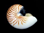 鸚鵡螺 (Nautilus pompiplius)