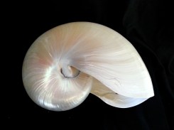 鸚鵡螺 (Nautilus pompiplius)