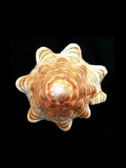 大赤旋螺 (Pleuroploca trapezium paeteli)