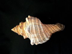 大赤旋螺 (Pleuroploca trapezium paeteli)