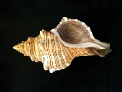 大赤旋螺 (Pleuroploca trapezium paeteli)