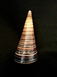 望遠鏡螺 (Telescopium telescopium)