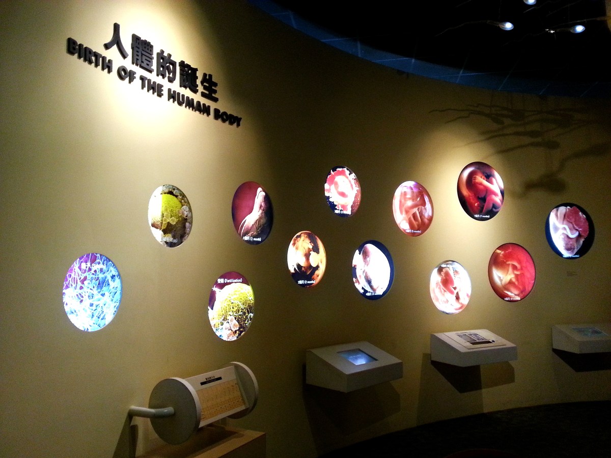 生命循環之生老病死－我們的身體