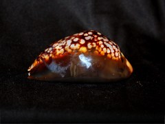 龜甲寶螺 (Cypraea mauritiana)