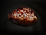 龜甲寶螺 (Cypraea mauritiana)