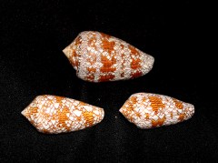 織錦芋螺 (Conus textile)