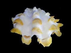 鱗硨磲蛤 (Tridacna squamosa)