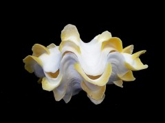 鱗硨磲蛤 (Tridacna squamosa)