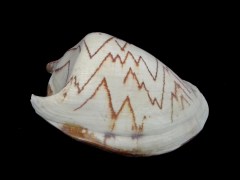 舞袖渦螺 (Cymbiola nobilis)