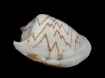 舞袖渦螺 (Cymbiola nobilis)