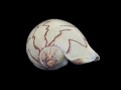 舞袖渦螺 (Cymbiola nobilis)