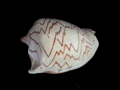 舞袖渦螺 (Cymbiola nobilis)