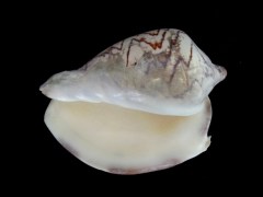 舞袖渦螺 (Cymbiola nobilis)