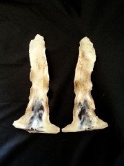 丁蠣 (Malleus albus)