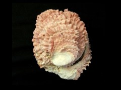 葉片偏口蛤 (Chama macerophylla)