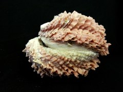 葉片偏口蛤 (Chama macerophylla)