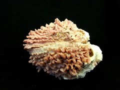 葉片偏口蛤 (Chama macerophylla)