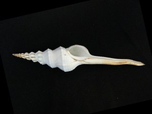 杜氏長旋螺 (Fusinus dupetitthouarsi)