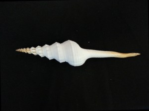 杜氏長旋螺 (Fusinus dupetitthouarsi)