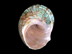 台灣蠑螺 (Turbo sparverius)