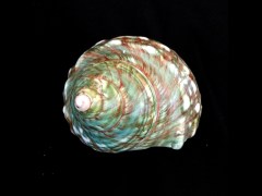 台灣蠑螺 (Turbo sparverius)