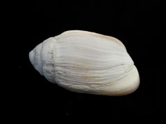 中華大耳螺 (Ellobium chinense)