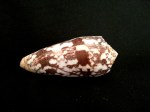 細線芋螺 (Conus striatus)