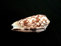 細線芋螺 (Conus striatus)
