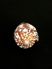 細線芋螺 (Conus striatus)