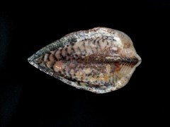 諾亞魁蛤 (Arca noae)