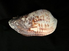 諾亞魁蛤 (Arca noae)