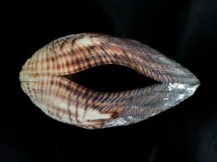 諾亞魁蛤 (Arca noae)