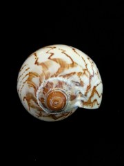 舞袖渦螺 (Cymbiola nobilis)