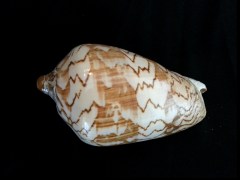 舞袖渦螺 (Cymbiola nobilis)