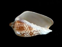 舞袖渦螺 (Cymbiola nobilis)