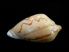 舞袖渦螺 (Cymbiola nobilis)