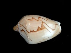 舞袖渦螺 (Cymbiola nobilis)