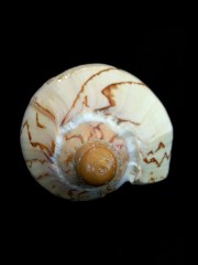 舞袖渦螺 (Cymbiola nobilis)