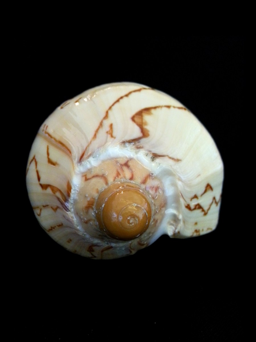 舞袖渦螺 (Cymbiola nobilis)