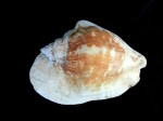 潤唇鳳凰螺 (Strombus latissimus)