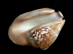 潤唇鳳凰螺 (Strombus latissimus)