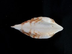 鷹翼魁蛤 (Arca navicularis)