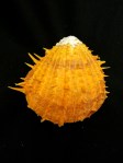 黃金海菊蛤 (Spondylus versicolor)